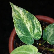 anthurium papillilaminum legend variegata original - 01 - rky