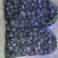 Bio Ball Golf 250Pcs Waring 40x25 Aquarium and Pond Filter Media Joss Awesome