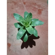bromeliad vriesea nova live plant