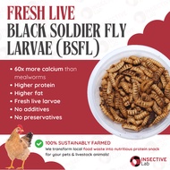 BSF BLACK SOLDIER FLY PHOENIX WORM MAGGOT TELUR EGGS LARVA FEED BEARDED DRAGON HAMSTER MAKANAN AYAM 
