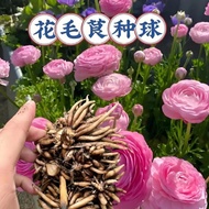 [Fluffy Planting Ball] Peony Seeds Narcissus Flower Perfume Lily of the Valley Zhuding Red Saffron P