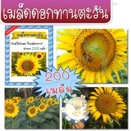 เมล็ด ดอกทานตะวัน ดอกใหญ๋ ดอกโต โชว์ดอกใหญ่ 200 เมล็ด (จำหน่าย เมล็ดพันธุ์)
