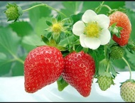 paket 30 bibit strawberry giant california strawberry unggulan stawberry manis bibit strawberry jumb