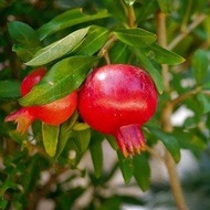 bibit tanaman buah delima merah | siap berbuah