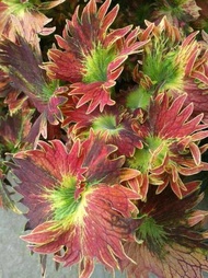 【Bayar Ditempat】MIANA EKOR NAGA KUNING COLEUS PREMIUM Bisa Pilih Warna Dan Jenis Lainnya COD - Tanam