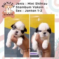 Anjing Shihtzu Betina Stambum Anakan Anjing Shihtzu