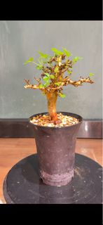 Commiphora stocksiana 黃金橄欖