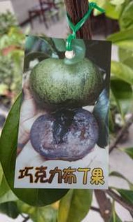 黑柿/巧克力布丁果-中型嫁接苗