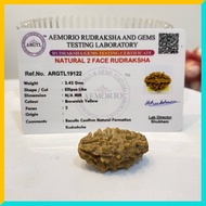2 Mukhi (2 Face) Lab Certified Original Rudraksha Bead