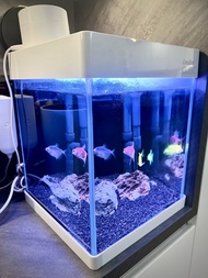 Classica Qubic 魚缸 + 智能自動餵食器