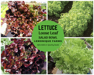 Salad Bowl Lettuce Red  Seeds | Salad Bowl Lettuce Green Seeds Heirloom Seeds, non-gmo