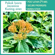 PBN - pokok Ixora Javanica kuning Oren - bunga flower berbunga lebat houseplant outdoor nursery gard