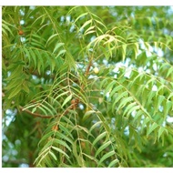 Daun Semambu / Mambu / Mamu / Fresh Neem leaves / Azadirachta Indica / Neem Tree Cuttings / Keratan 