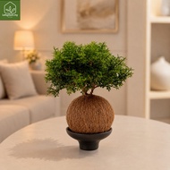 Murraya Dwarf/Mini Bonsai 达摩九里香 Kokedama Moss Ball | Indoor Bonsai Plant | Feng Shui Lucky Plant | L