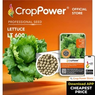 Hot Item🔥 (1,000 SEEDS) Biji Benih Sayur Salad  Iceberg Gamma LT600 CROP POWER Iceberg Lettuce Seed 