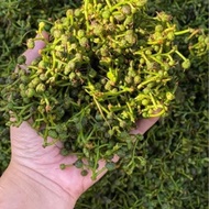 New Silapia Tablets Start January 2026.(2 Lines)