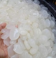 1kg kolang kaling segar kolang kaling super bahan manisan terbaik kolang kaling medan