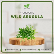 Wild Arugula Hydroponic Lettuce