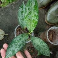 aglaonema pictum bicolor tanaman