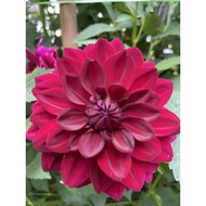 dahlia kampung /pokok hidup
