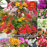 LOCAL READY STOCK 50pcs Climbing Bougainvillea Seeds Perennial Flower Seeds Live Plants Air Plant Be