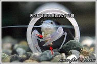[魚魚便利商店] 台灣製造 天蝦玉(粒徑約3mm)-500克 黑殼蝦、蘇蝦、玫瑰蝦、極火蝦、水晶蝦、螯蝦等