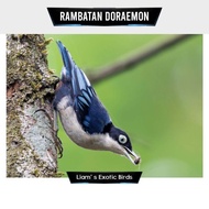 burung rambatan doraemon bahan pilihan