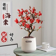 Wanfang Longevity Crown Begonia Potted Plant Cold-resistant Variegated Jade Silk Hanging Courtyard S