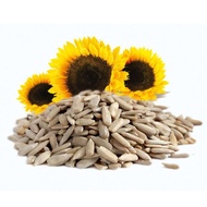 MATAHARI Raw Sunflower Seed/Kuaci/Sunflower Seed/Peeled Sunflower Seed/Raw Sunflower Seed 250gram