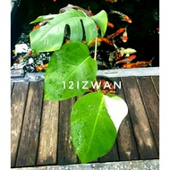 Pokok Monstera Deliciosa Albo Japan (murah)