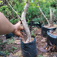 Artificial Bahan bonsai kimeng bonggol murah dekorasi rumah