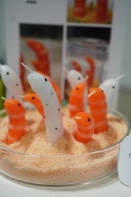 花園鰻DIY蠟燭組合。海洋療癒。桌面擺設