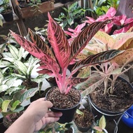 Aglonema Red Sumatra 6 Daun+