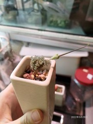 白皮月界種子 （一粒）