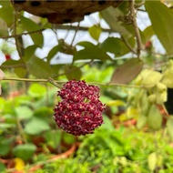 Hoya mindorensis Schltr. Hanging (0.5m), Free 7L Potting Soil, Free 250g Chicken Fertiliser