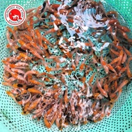 bibit ikan koi langsung petani size 2-3cm.