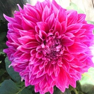 Hot-selling Fast Shipping Dahlia Planting Ball Ball Root Flower Dahlia Planting Root Dahlia Planting