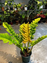 Philodendron ‘Golden Crocodile’ 黃金火之戒蔓綠絨