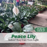 [Paling Horticulture Sdn Bhd] Peace Lily - Spathiphyllum Wallisii 白掌 蜡烛花 | Easy Care Indoor Plant | 
