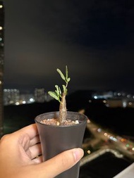 塊根植物 沙漠蘇木