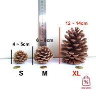 BST Nenas Batu USA | Natural Dried Pine Cone Acorn Hamster Chew Toy | 松果 橡子果 圣诞家居花园蛋糕装饰