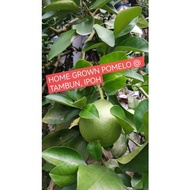 HOME GROWN POMELO TAMBUN IPOH TANAMAN SENDIRI LIMAU BALI 正宗自家种怡宝打扪柚子