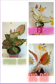 AGLAONEMA DIFFERENT VARIETIES (SUPER WHITE-HYBRID RUYI-BIG ROI) REAL PLANTS-LIVE PLANTS-INDOOR OUTDOOR PLANTS