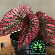 Tanaman Hias Begonia Rex Walet-Begonia Rex Walet