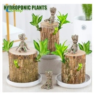 *SPROUTED* Tall Mini Brazilian Wood Potted Clean Air Lucky Wood Potted Hydroponic Stump Desk Plant