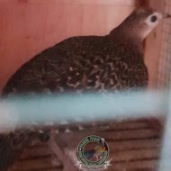 betina ayam hutan hijau