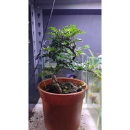 Rosita Bonsai Mini Bonsai Live Plant