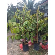 Pokok Durian Duri Hitam/ Musang King 5-6 Kaki