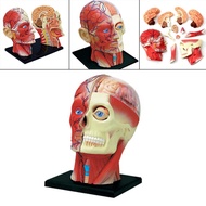 [szxflie3xh] 4D Assembled Humans Skeleton Anatomical Model, Teaching Education Toy Brain