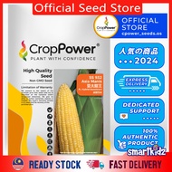 Hot Item (100 GRAM) Biji Benih Jagung Manis Asia Manis 亚太甜王 SS932 CROP POWER F1 HYBRID  Sweetcorn Se